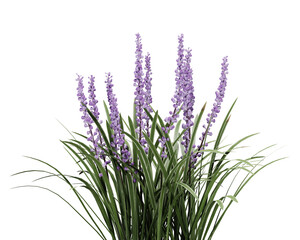 Obraz premium Lavender flowers on transparant background, 3d render illustration.