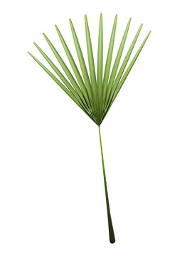 Green palm leaf on transparant background, 3d render illustration.