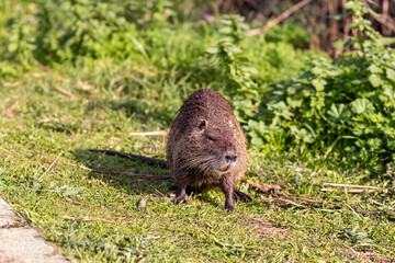 A large,  adult, wet, water nutria walks through the grass in search of prey in the Hula Lake Nature Reserve, in northern Israel