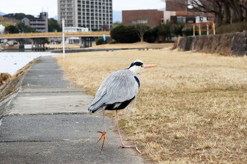 川の近くを歩く鳥