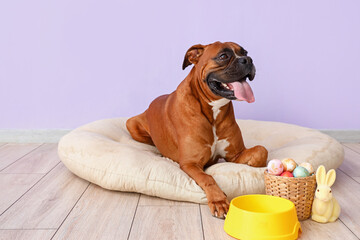 Cute Boxer dog with Easter eggs and rabbit lying in pet bed near lilac wall
