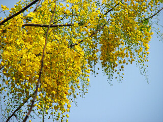 Golden shower blossom