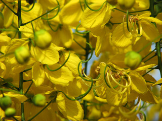 Closeup of Golden shower flowers