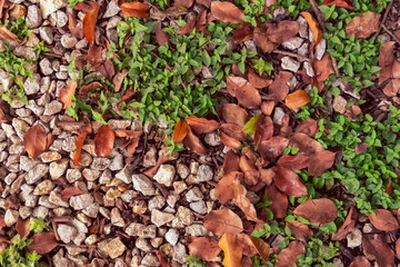 ground covered with gravel and brownish dry leaves, with small areas with contrasting  green grass. Panama Viejo, Panama City