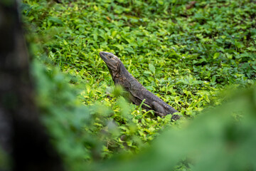 Iguana - probably a black spiny tailed iguana (ctenosaura similis) -  amidst the green grass. Photographed in Panama Viejo, Panama CIty.