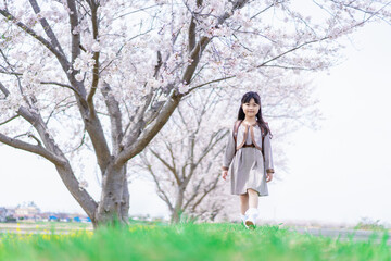 Fototapeta na wymiar 桜並木を歩くランドセルを背負った女の子