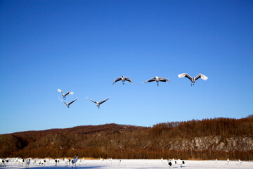 鶴の飛翔（阿寒町）