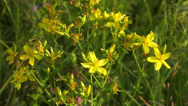 Southern Urals, blooming St. John's wort (Hypericum perforatum) in the meadow.