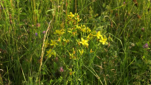 Southern Urals, blooming St. John's wort (Hypericum perforatum) in the meadow.