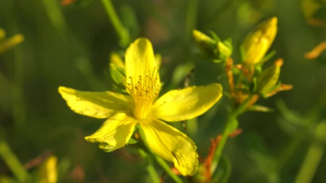 Southern Urals, blooming St. John's wort (Hypericum perforatum) in the meadow.