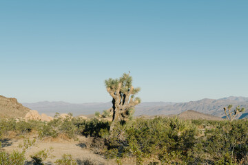joshua tree national park
