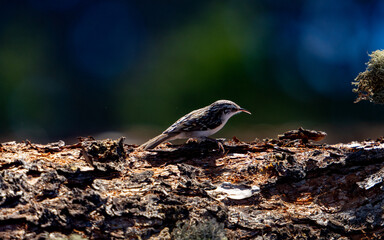 Small bird shot with incredible light and depth 