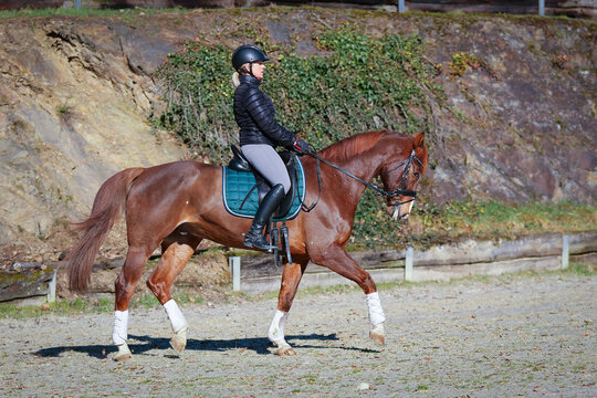 Dressage horse with rider training the walk gait in the riding arena, photographed from the side with the front leg raised..