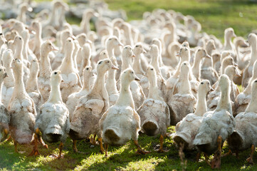 élevage de canard en plein air en Normandie