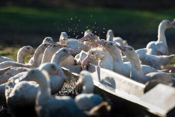élevage de canard en plein air en Normandie