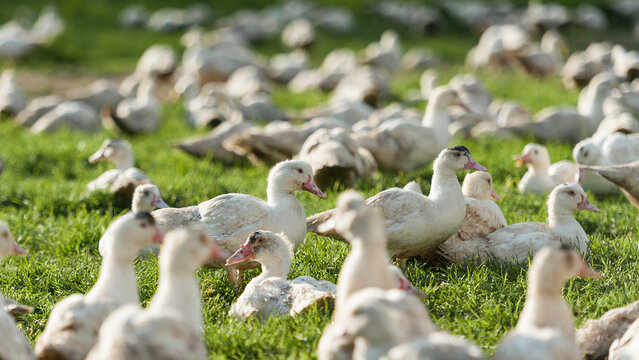 &eacute;levage de canard en plein air en Normandie