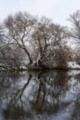 The river flows through the forest. In late fall in the forest the trees stand leafless and reflected in the water of the river After the snowfall, snow lies on the river banks and on the trees