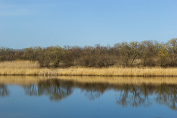 Panoramic view of the blue forest lake river at sunset. Soft sunlight, clear sky, reflections on water. Golden bulrush. Early spring. Idyllic landscape. Nature, environment, ecology, ecotourism