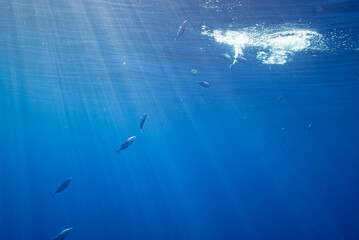School of Skip Jack Tuna swimming in perfect blue  water and sunrays hitting the surface