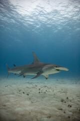 Side View of a Great Hammerhead over Sand