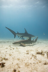 Nurse Shark Swimming with a Great Hammer 