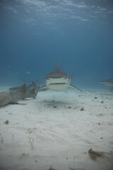 Tiger Shark Swimming Head on to camera over sand