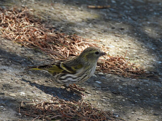 siskin on the ground