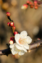早春の日差しを受けて、華やぐ満開の白梅の花（マクロレンズ使用接写写真）