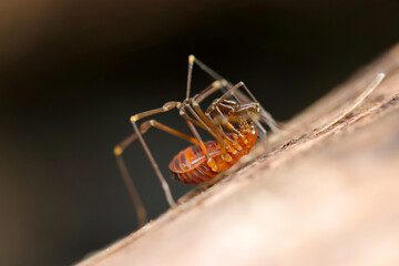 奇妙な昆虫「ニホンアカザトウムシ」の個体、横（側面）からの姿（マクロレンズ使用接写撮影）
