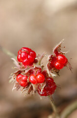真っ赤に熟したフユイチゴの実（マクロレンズ使用接写写真）