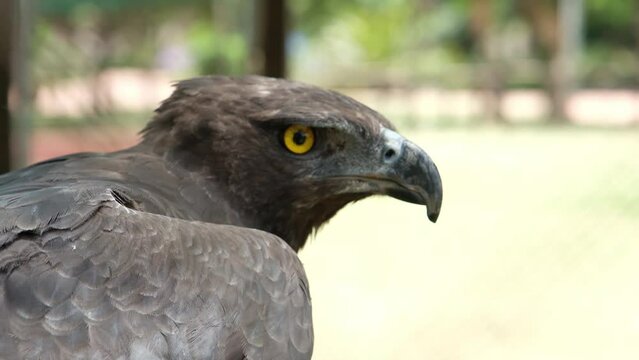 Perched martial eagle in Africa
25fps
MPEG iframe