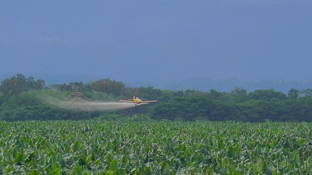 A low-flying airplane spraying a pesticide over the trees of a banana plantation; fumigation is the removal of harmful bugs by poisoning or suffocating them. Slow motion shot.
