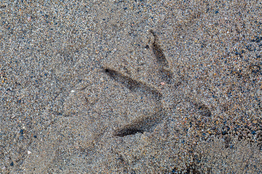 Footprint in the sand of a White or Common Stork. Ciconia ciconia.