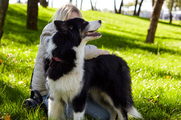 Owner plays with a siberian laika dog in autumn park. Friendship of a dog and a woman