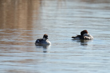 smew in a pond