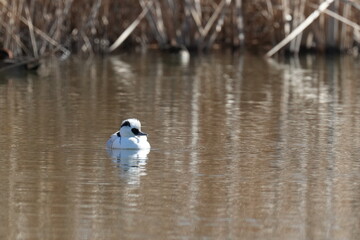 smew in a pond
