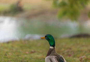 Duck in the park by the lake or river. Nature wildlife mallard duck on a green grass. Details and expressions of ducks