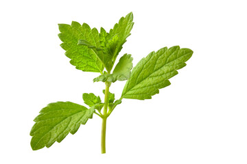Fresh mint branch isolated on white background. Full focus of the plant.