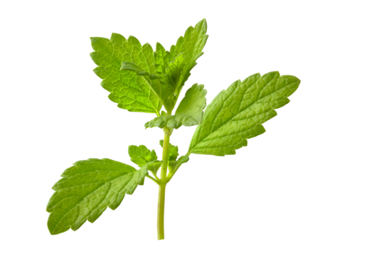 Fresh mint branch isolated on white background. Full focus of the plant.