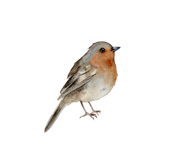 Watercolor Bird Robin Hand Drawn Winter Illustration isolated on white background. Redbreast. Watercolor hand painted cute animal illustrations.