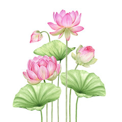 Pink lotus flowers and leaves. Watercolor illustration. Composition with lotus. Chinese water lily. Design for the design of invitations, movie posters, fabrics and other items.