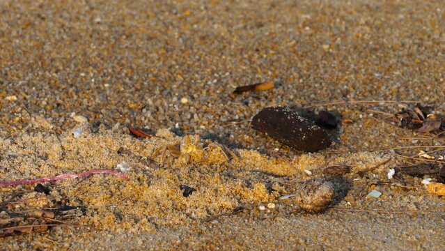 Funny cute crab crawling at the beach sand alone. Phuket Island, Thailand