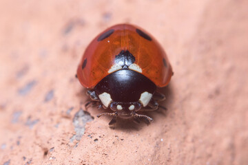 Seven-spot ladybird, Coccinella septempunctata, posed on a wall