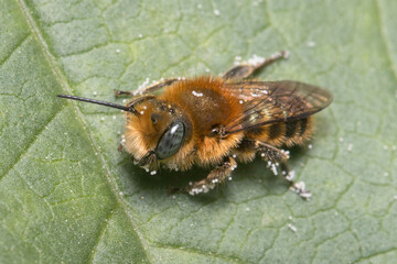 Mason bee Osmia sp. resting on a green leaf on a sunny day