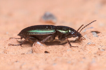 Ground beetle, Harpalus sp., walking on a concrete wall under the sun