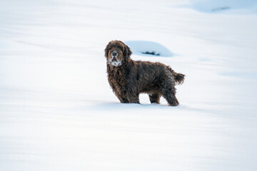 snow walking with the dog, a pudelpointer a hunting dog, on the mountains at a sunny winter day