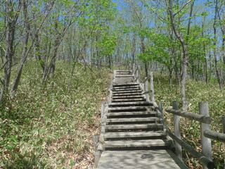 Obraz premium Boardwalk at Kushiro Marsh