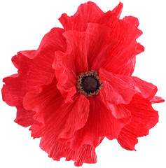 Isolated single poppy paper flower made from crepe paper - 572556447