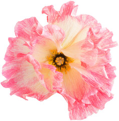 Isolated single poppy paper flower made from crepe paper
