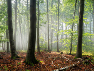 Natural Sunny Forest of Beech Trees with Morning Fog - 572558092